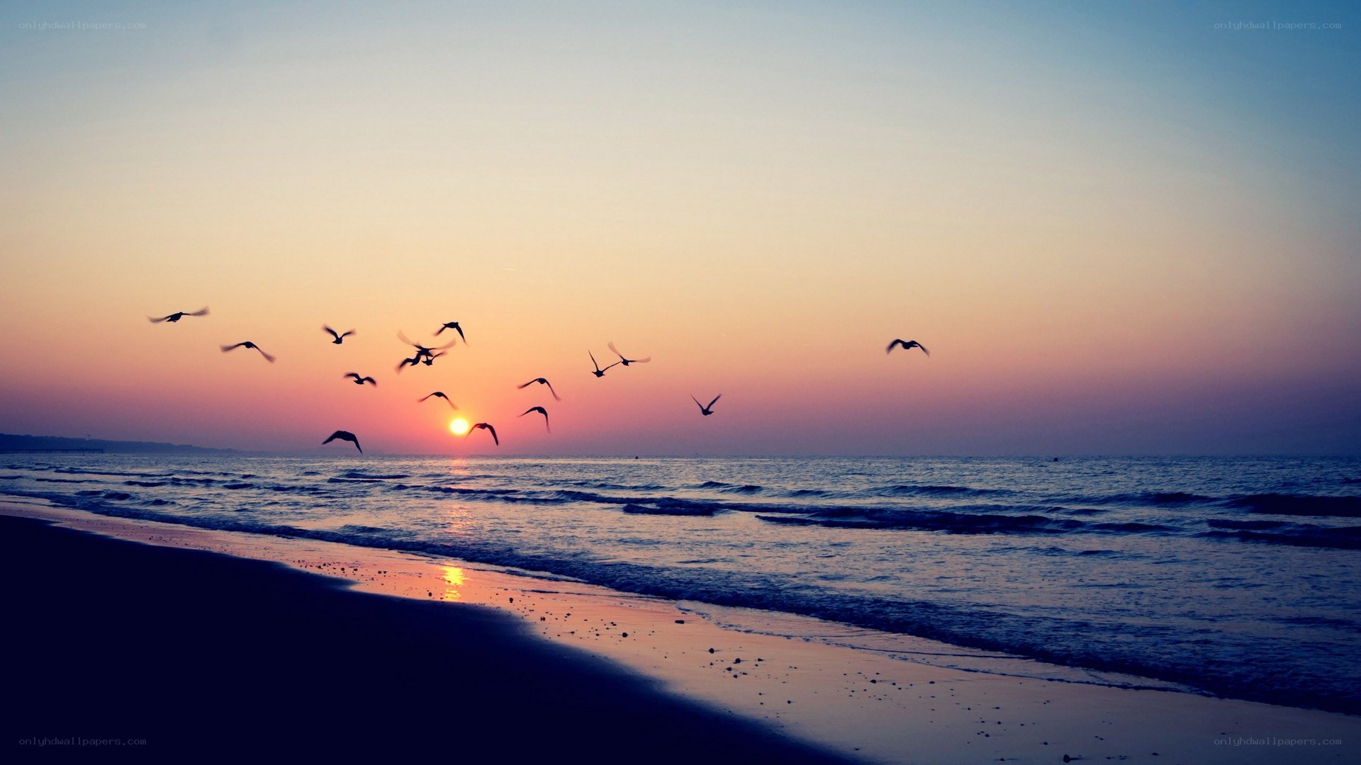 Seagulls flying at sunset