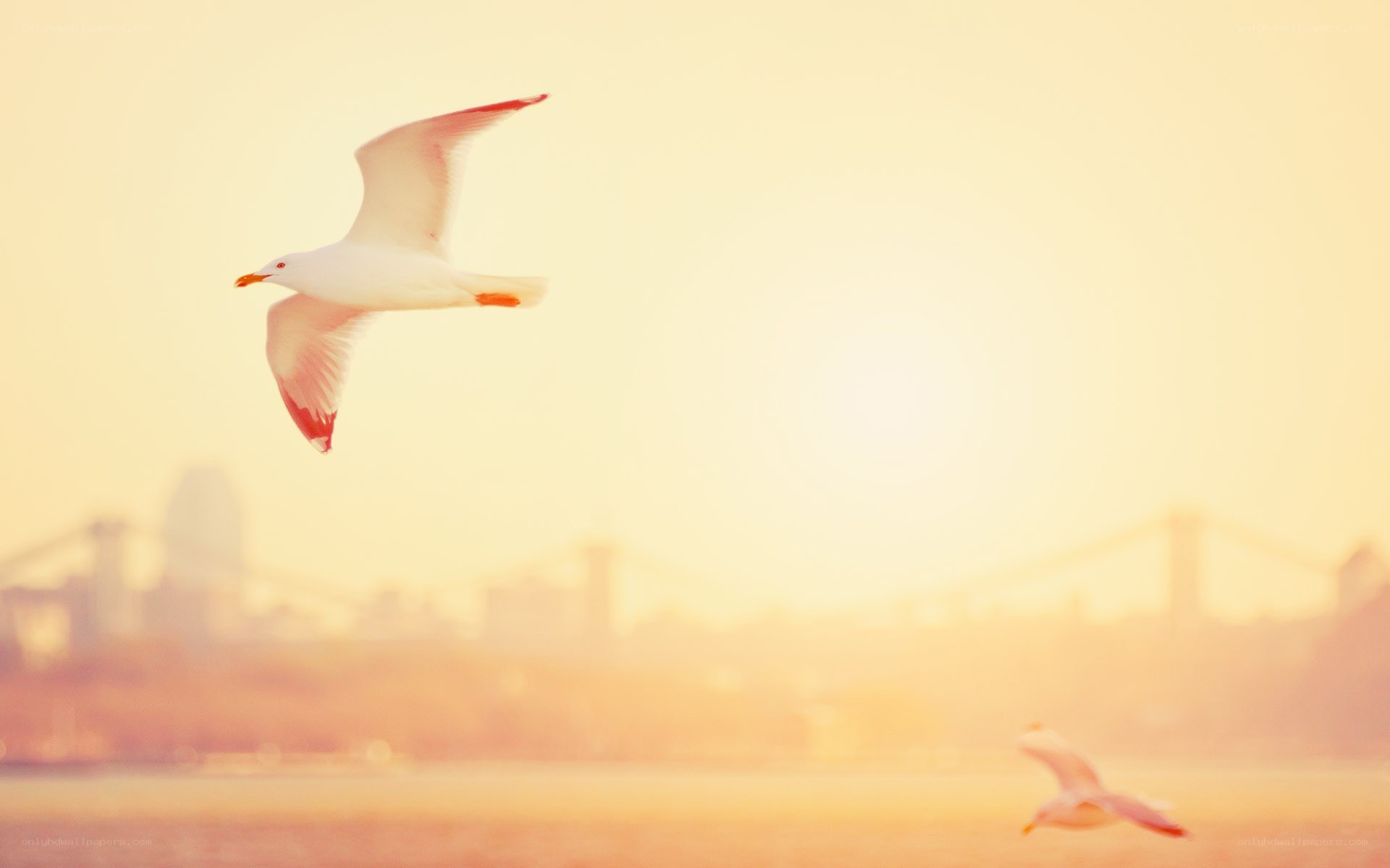 Seagulls flying at sunset