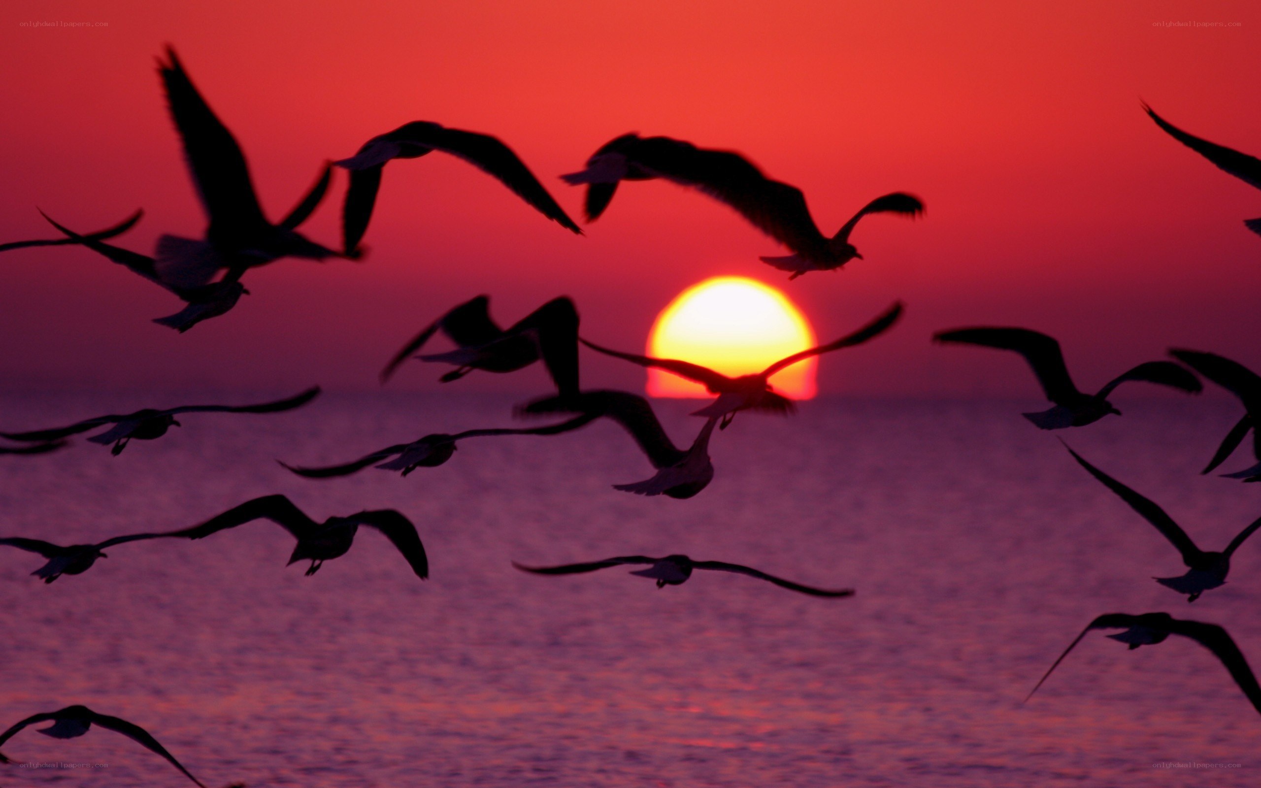 Seagulls flying at sunset