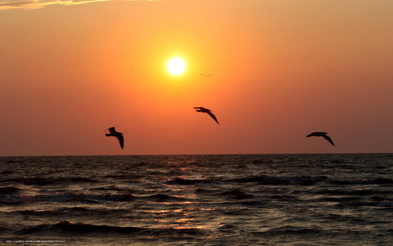 Seagulls flying at sunset