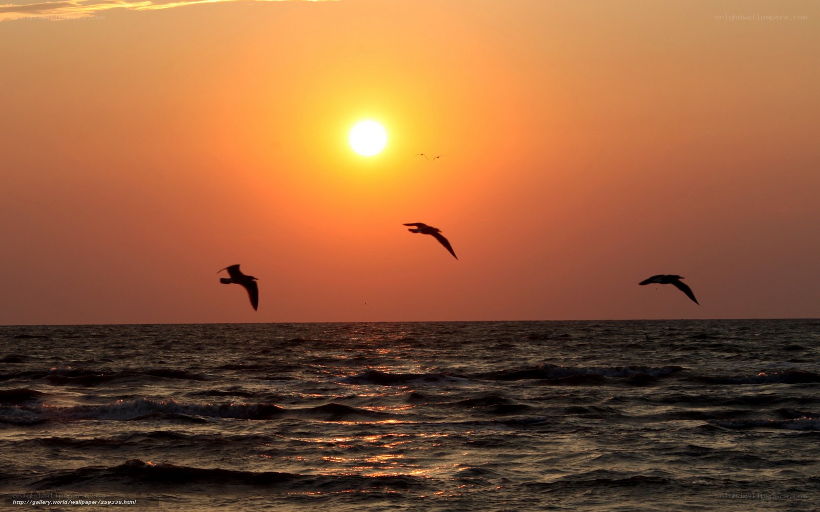 Seagulls flying at sunset