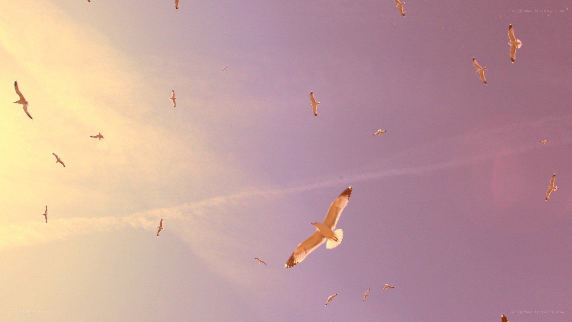 Seagulls flying at sunset