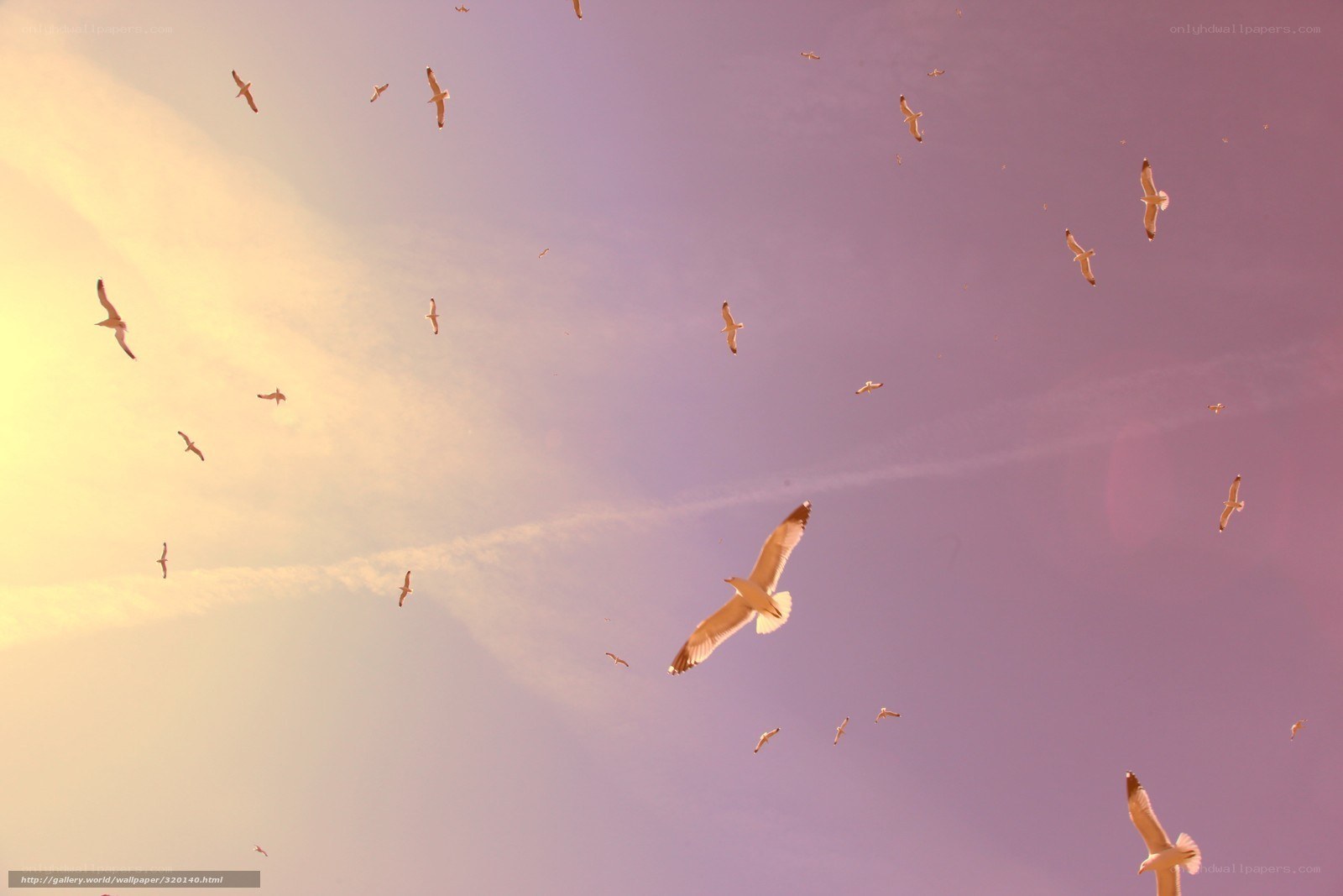 Seagulls flying at sunset