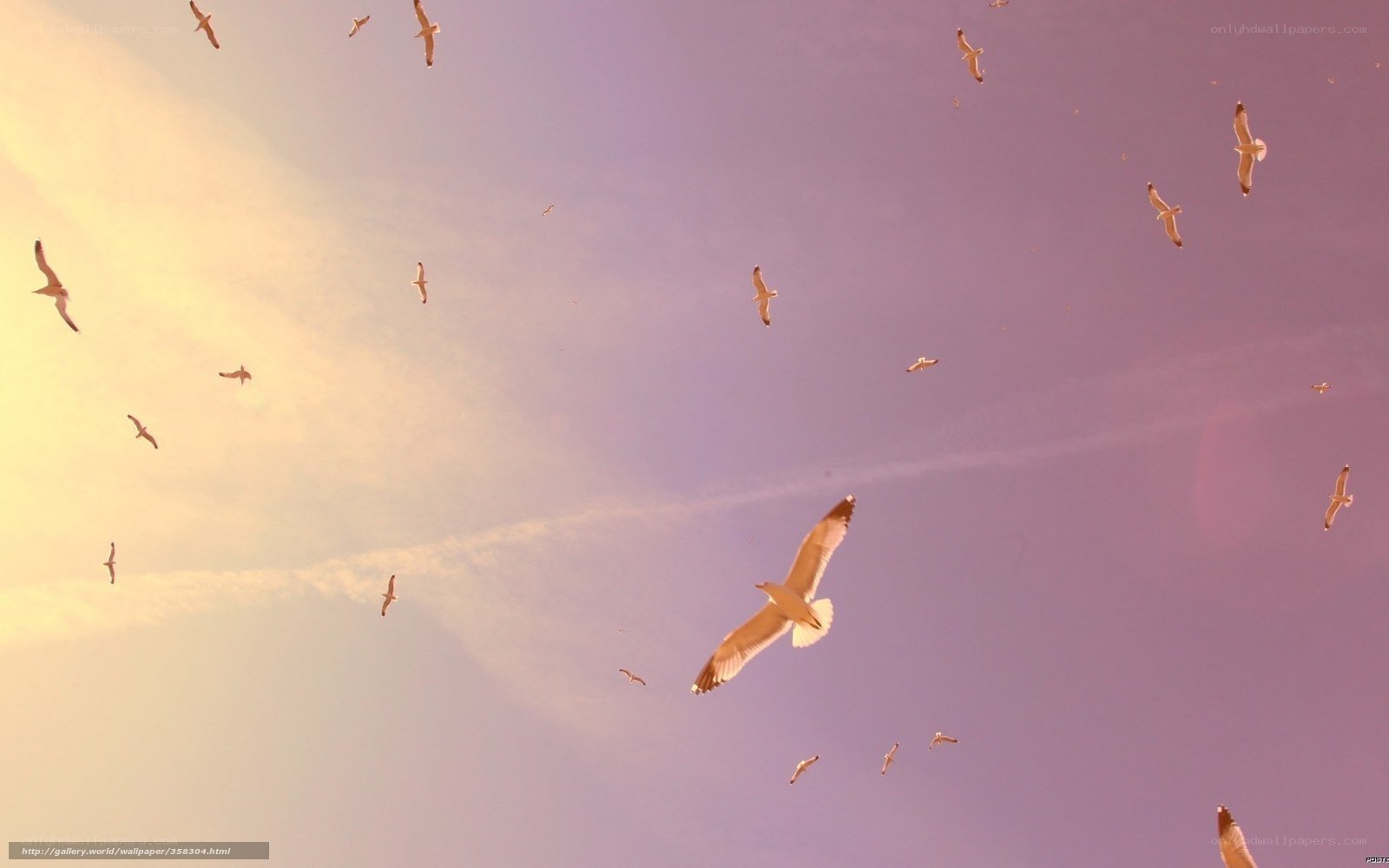 Seagulls flying at sunset