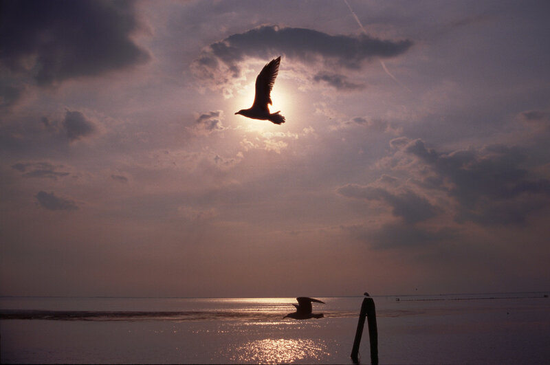 Seagulls flying at sunset