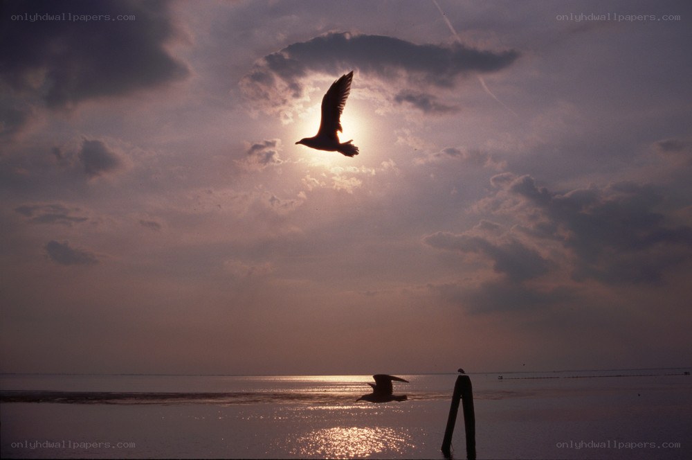 Seagulls flying at sunset