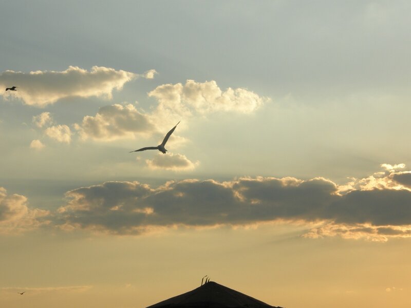 Seagulls flying at sunset