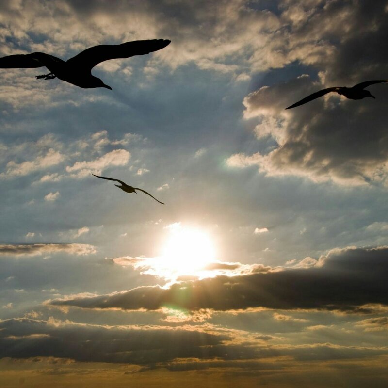 Seagulls Flying at Sunset — Blue