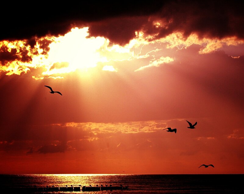 Seagulls Flying at Sunset — Orange, Dramatic, Photograph