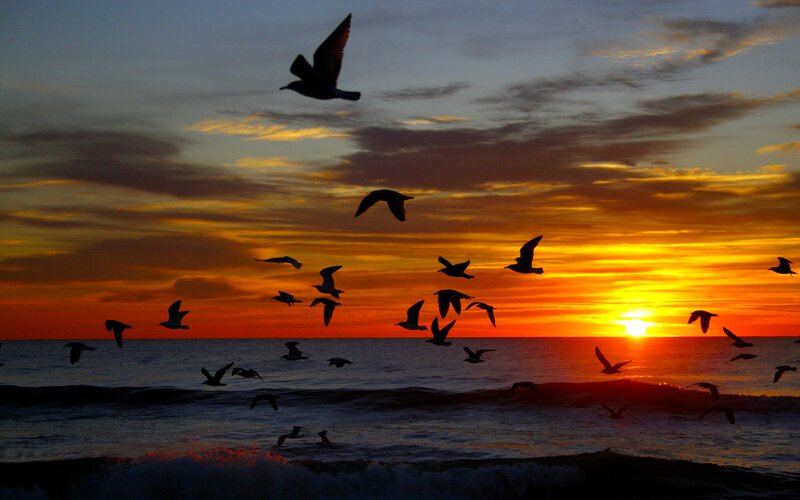 Seagulls Flying at Sunset — Orange, Dramatic