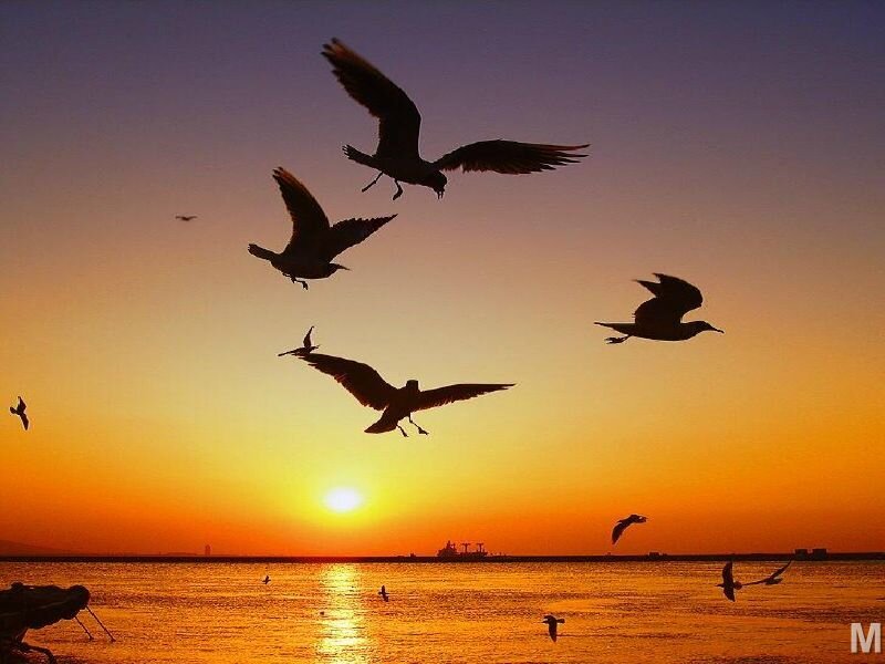 Seagulls Flying at Sunset — Orange, Serene