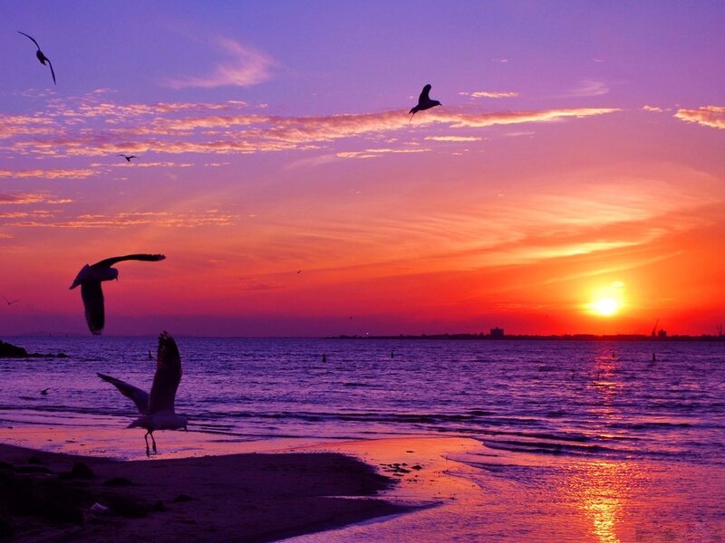 Seagulls Flying at Sunset — Orange