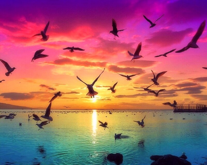 Seagulls Flying at Sunset — Purple