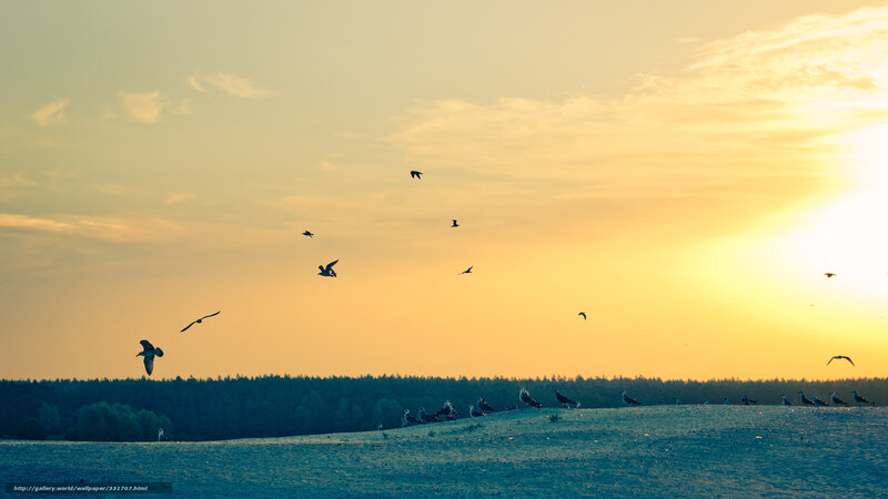 Seagulls Flying at Sunset — Yellow