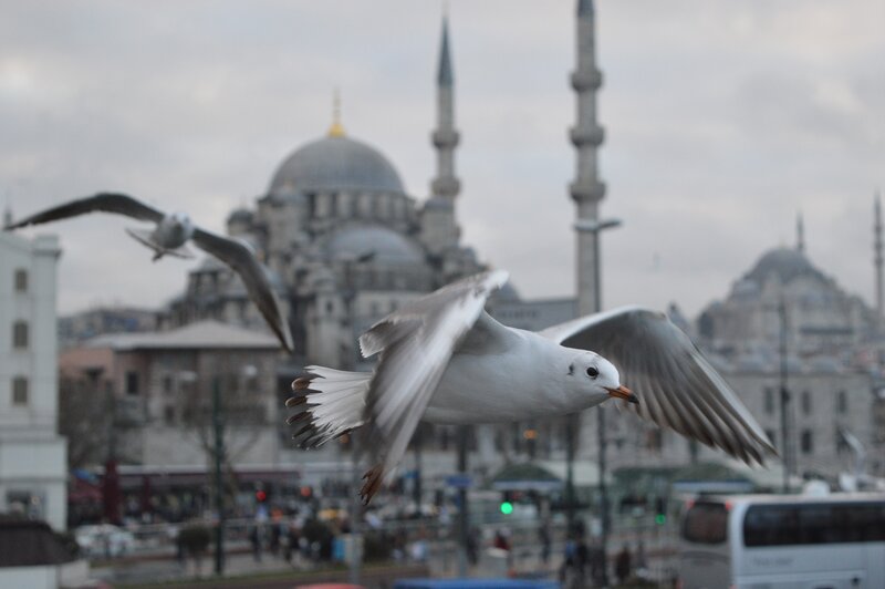 Seagulls Flying — Gray