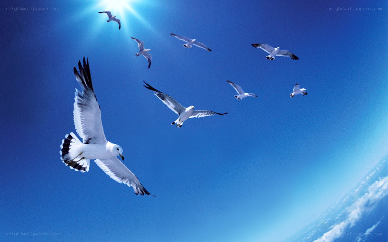 Seagulls flying in blue sky