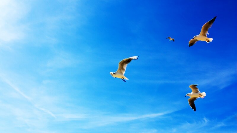 seagulls flying in blue sky