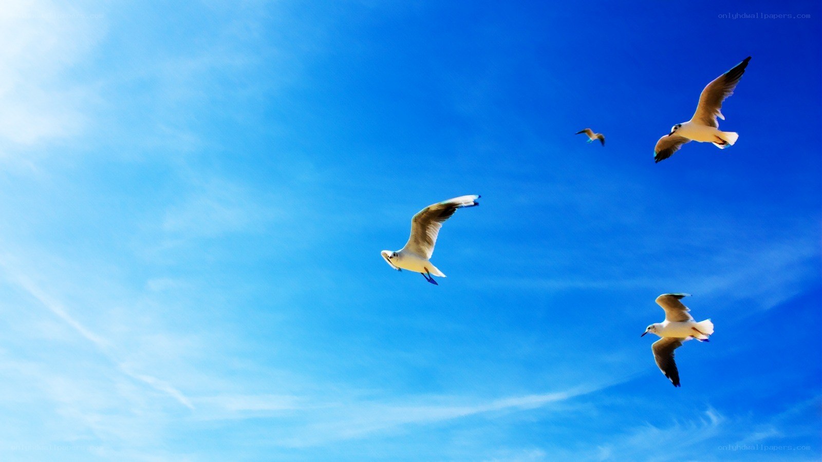 seagulls flying in blue sky