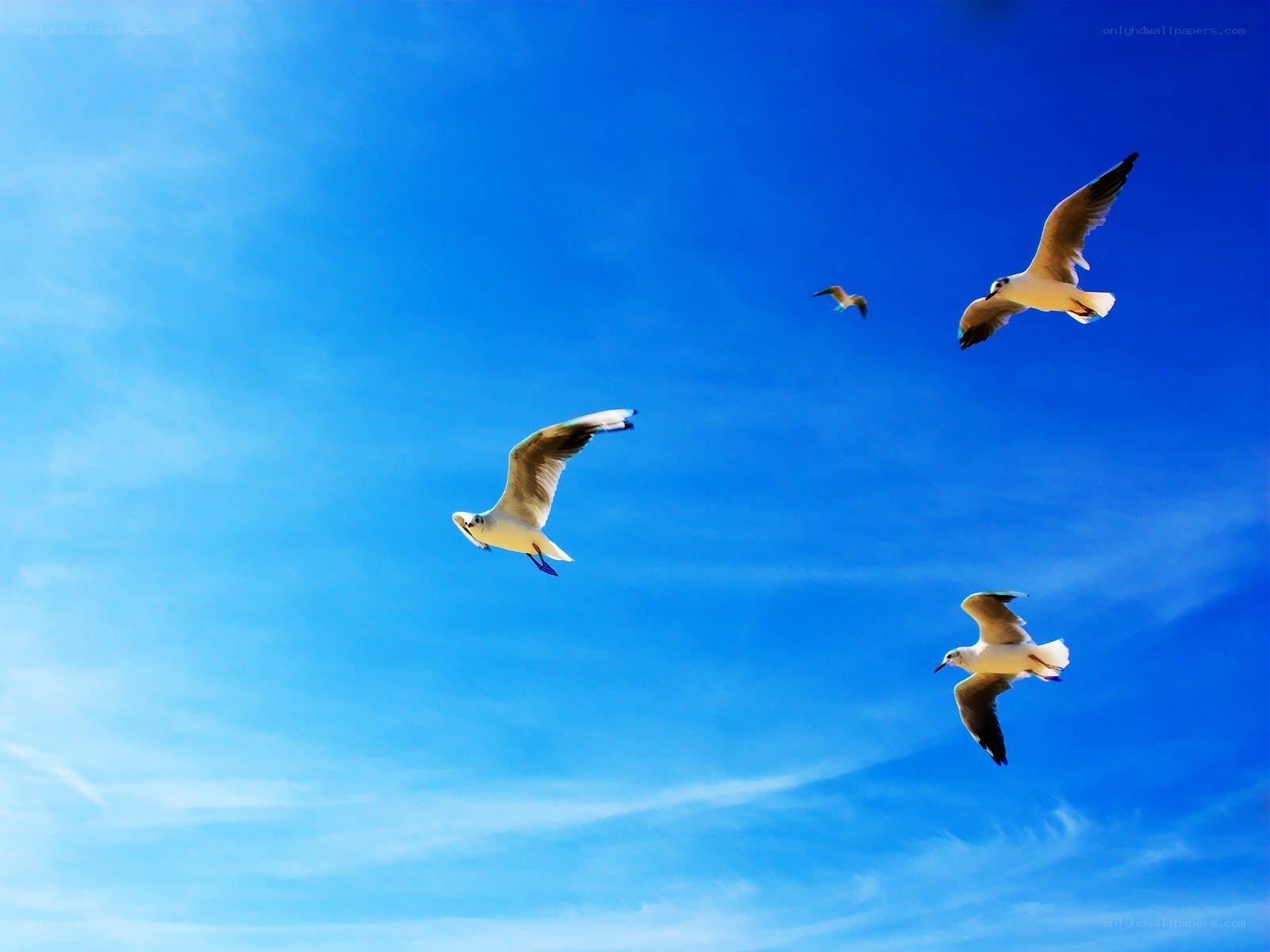 Seagulls flying in blue sky