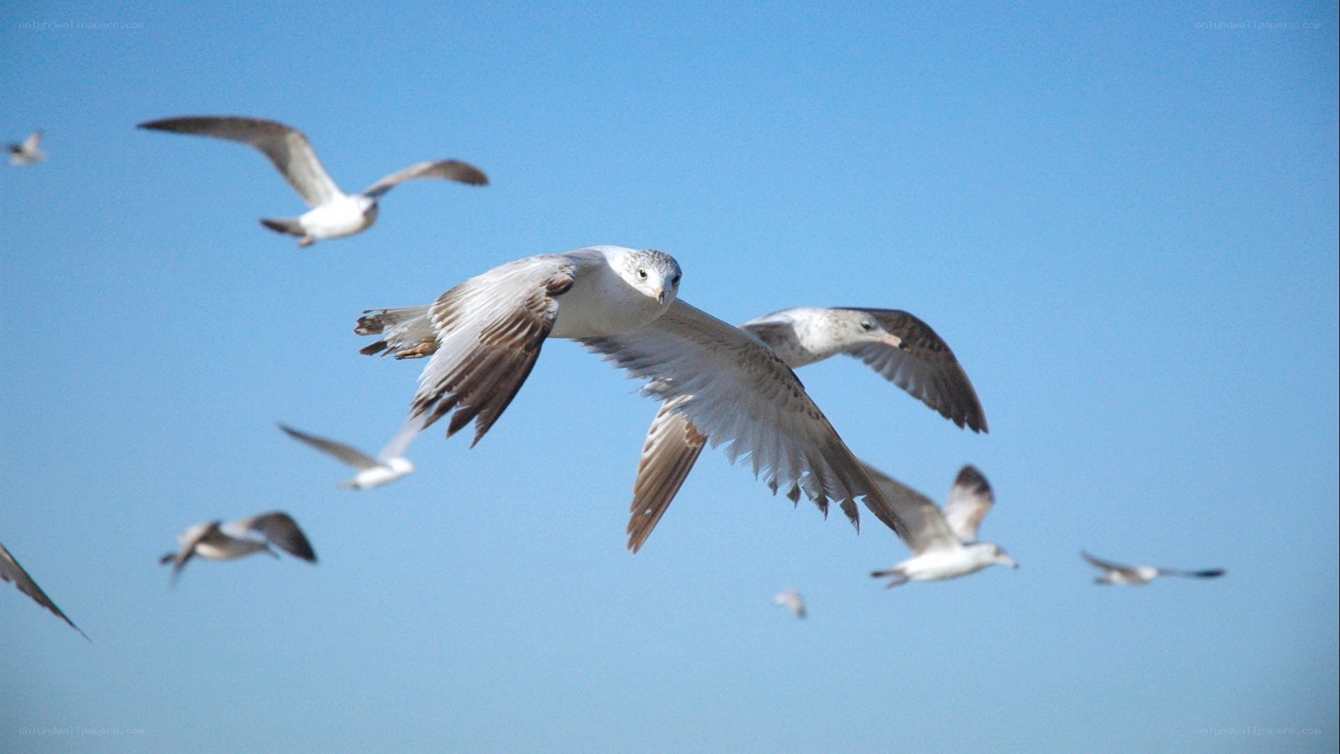 seagulls flying in blue sky