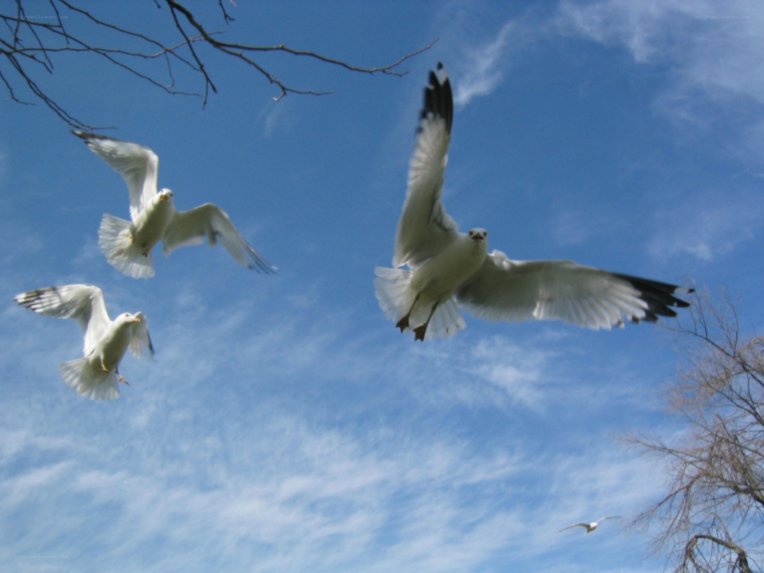 seagulls flying in blue sky