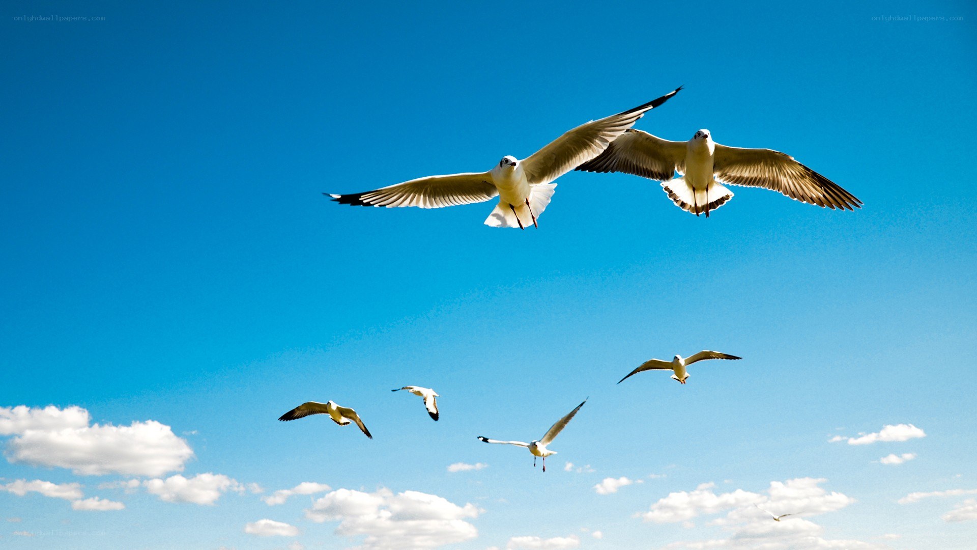 Seagulls flying in blue sky