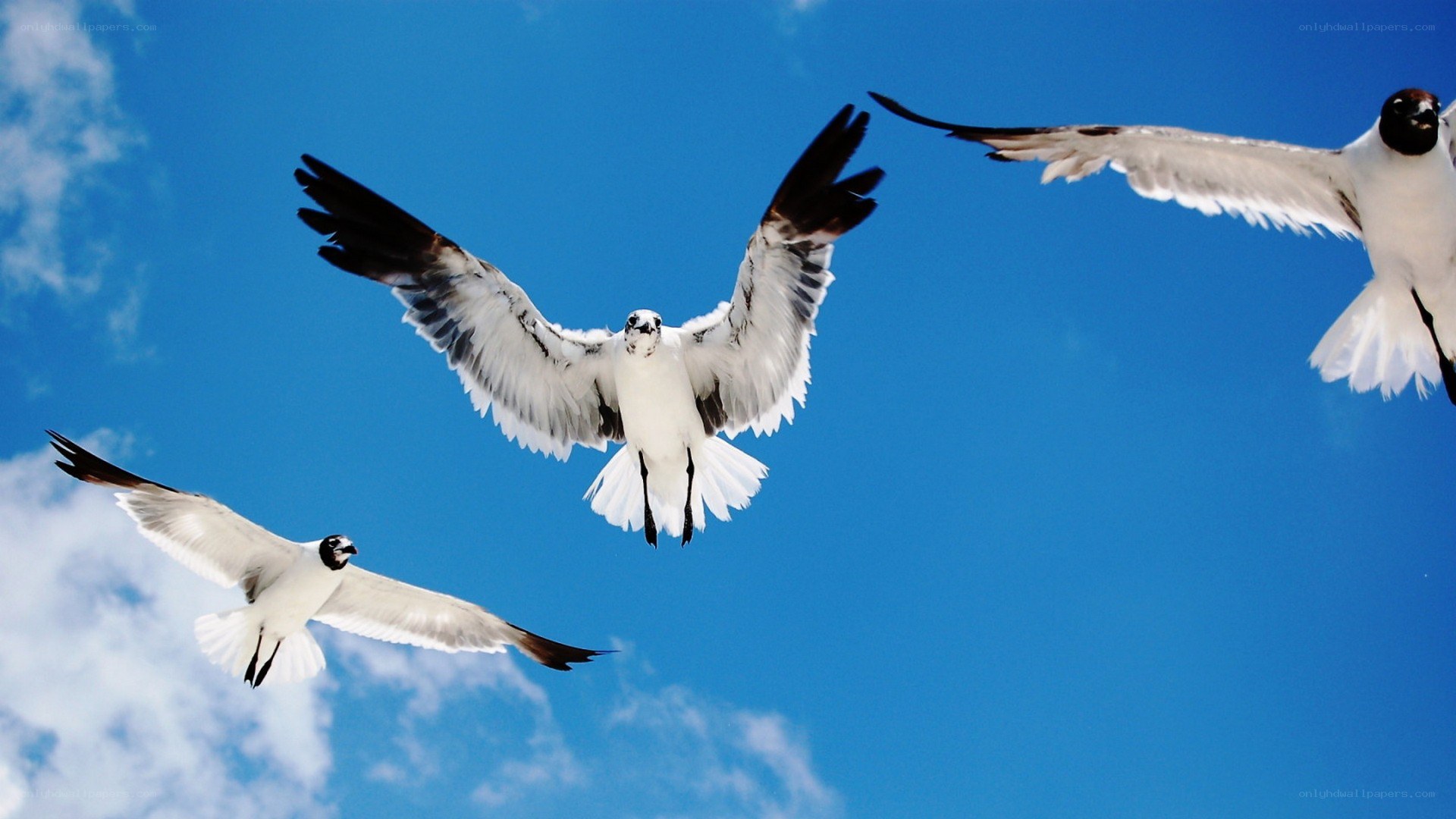Seagulls flying in blue sky