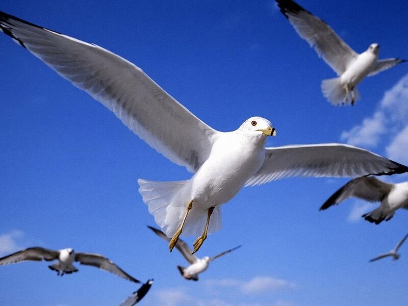 seagulls flying in blue sky