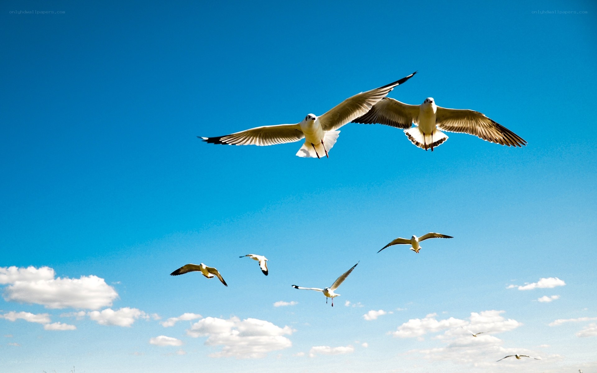 Seagulls flying in blue sky