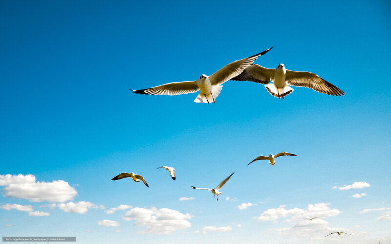 Seagulls flying in blue sky