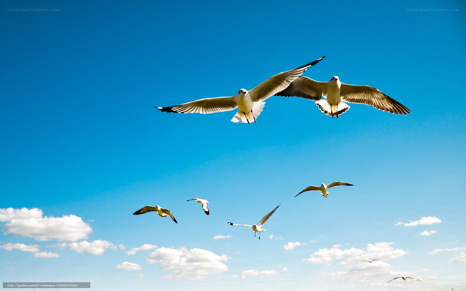 Seagulls flying in blue sky