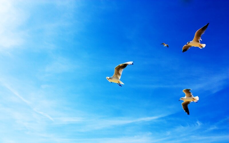 Seagulls flying in blue sky