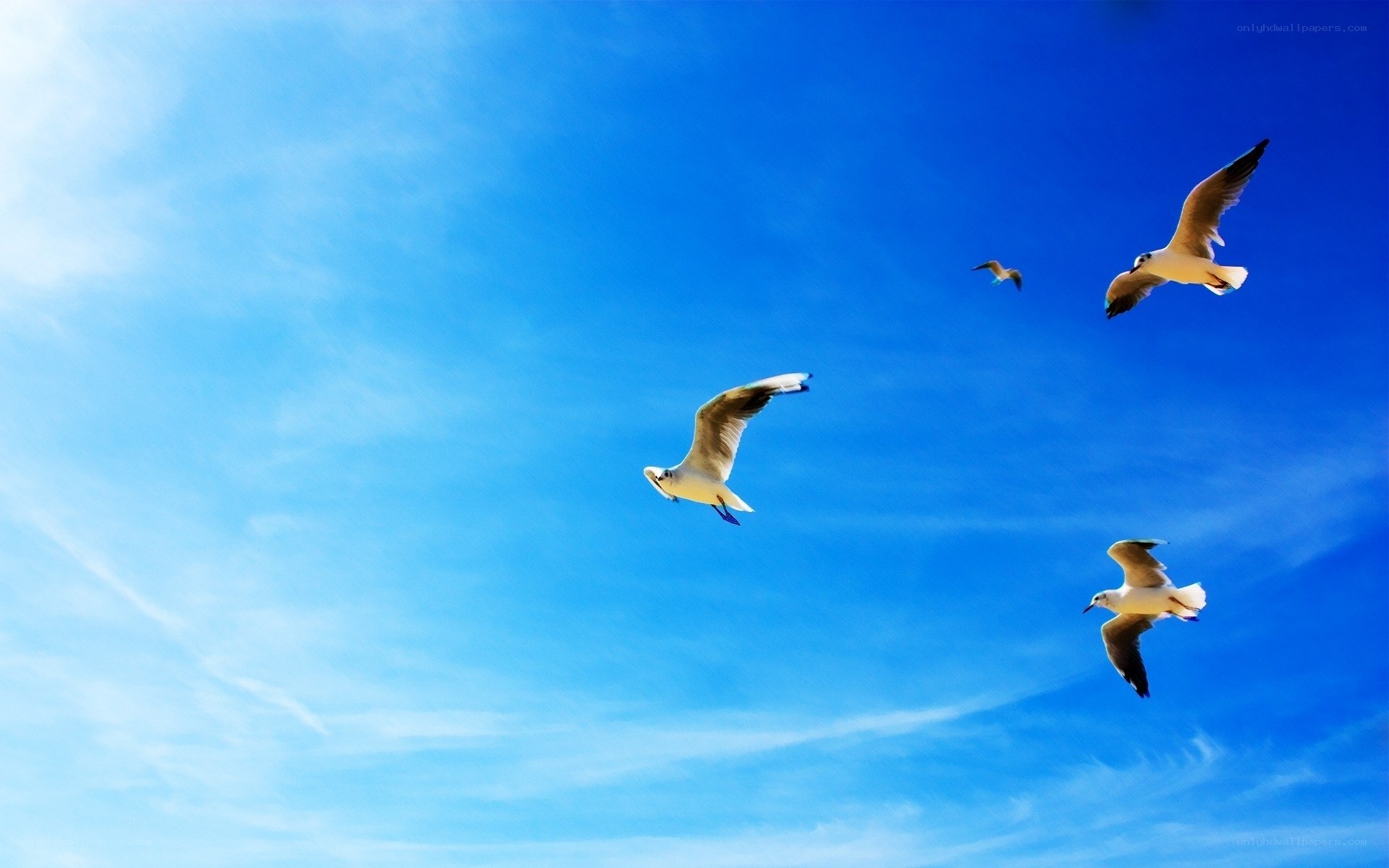 Seagulls flying in blue sky