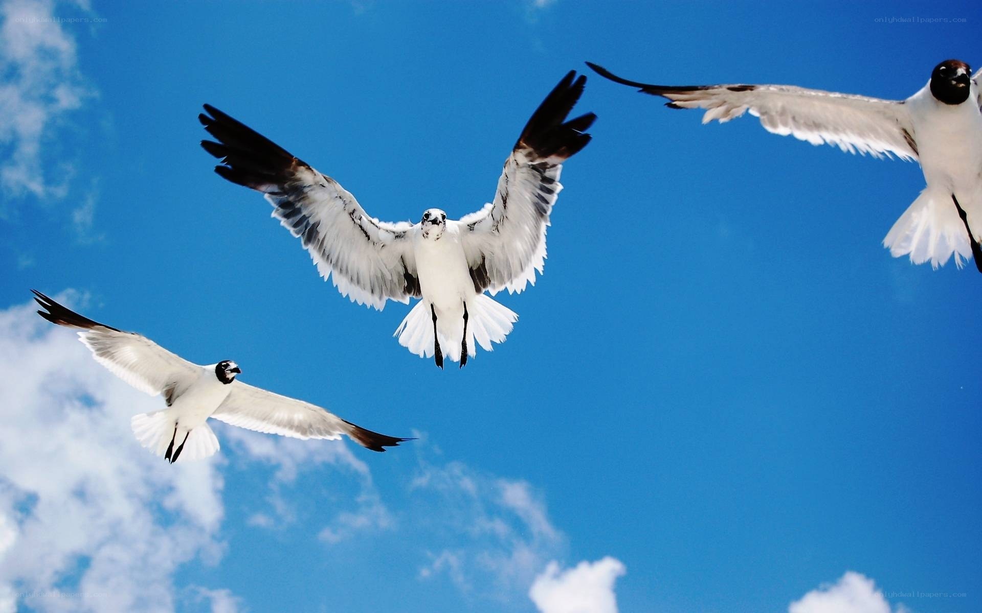 Seagulls flying in blue sky