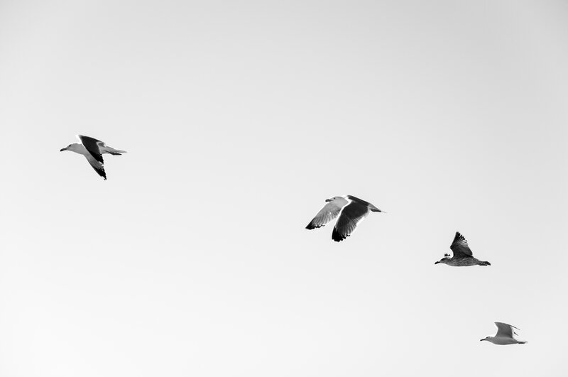 Seagulls Flying in Sky — Black