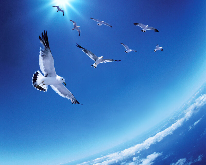 Seagulls Flying in Sky — Blue, Serene, Morning