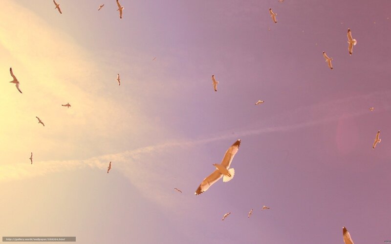 Seagulls Flying in Sky — Purple, Serene