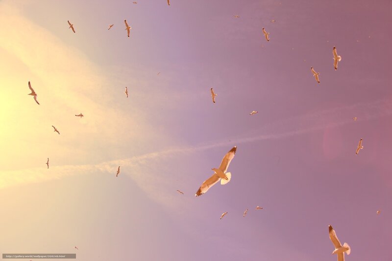 Seagulls Flying in Sky — Purple