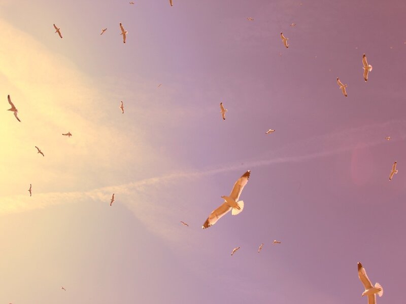 Seagulls Flying in Sky