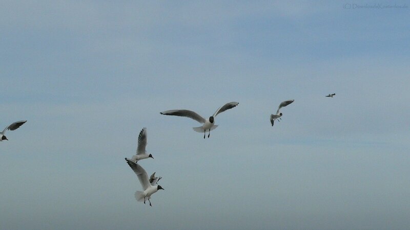 seagulls flying in the sky
