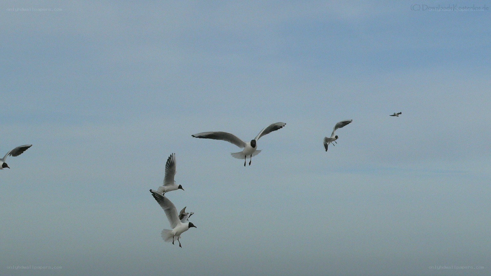 seagulls flying in the sky