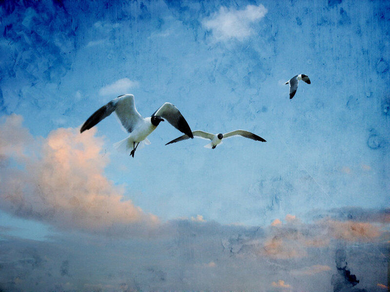 Seagulls flying in the sky