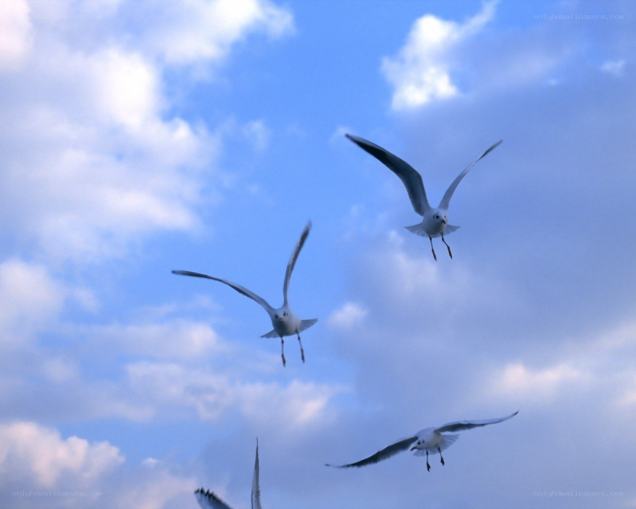 Seagulls flying in the sky