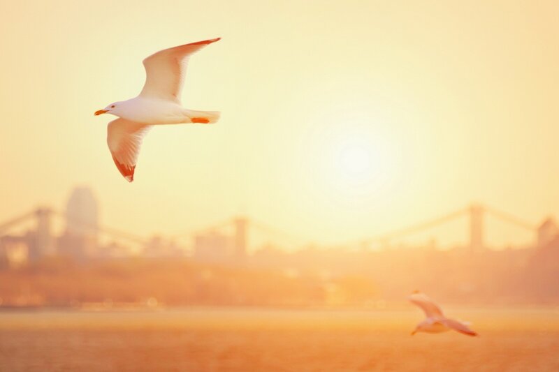 Seagulls Flying — Orange
