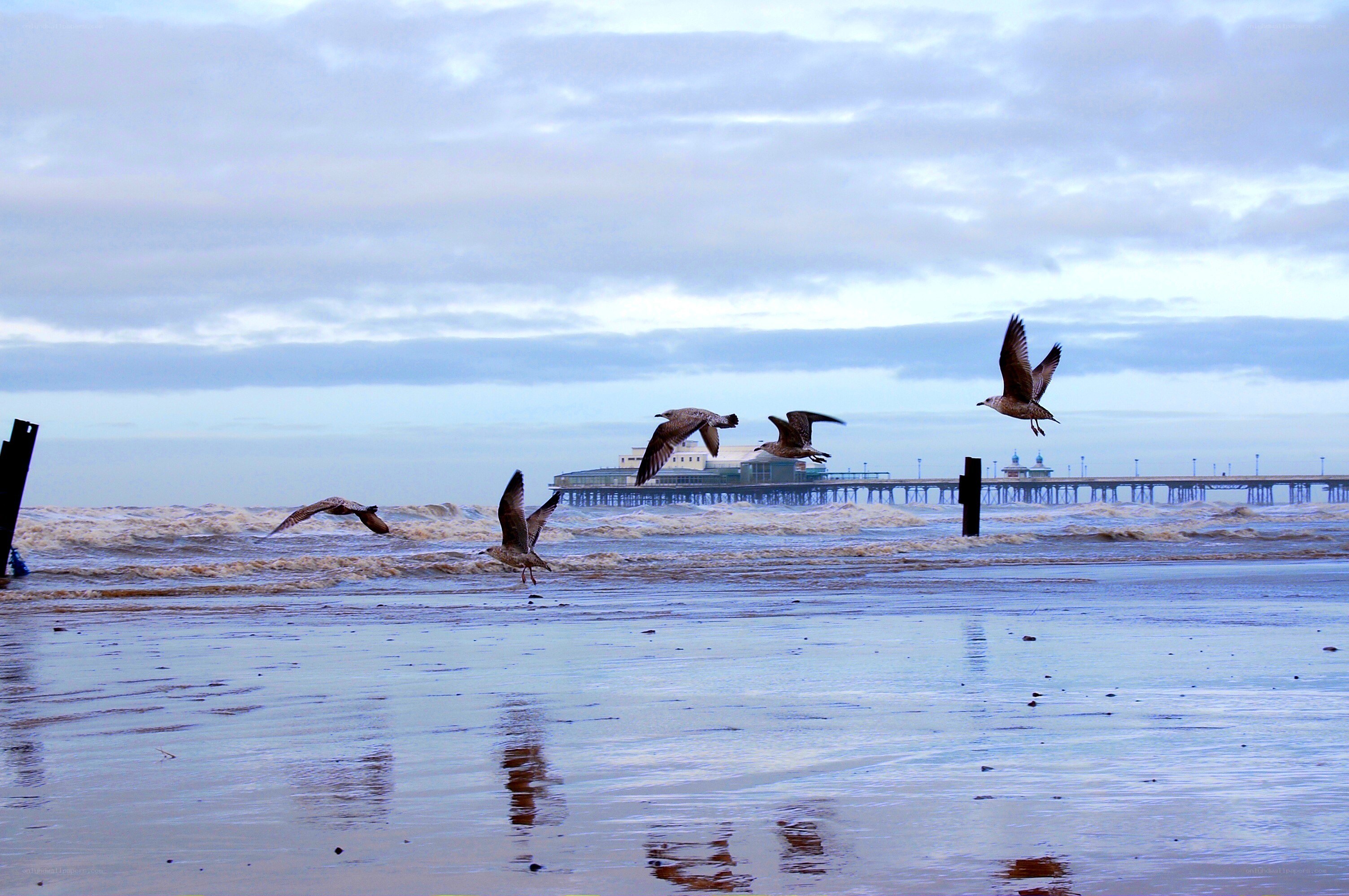 Seagulls flying over a beach