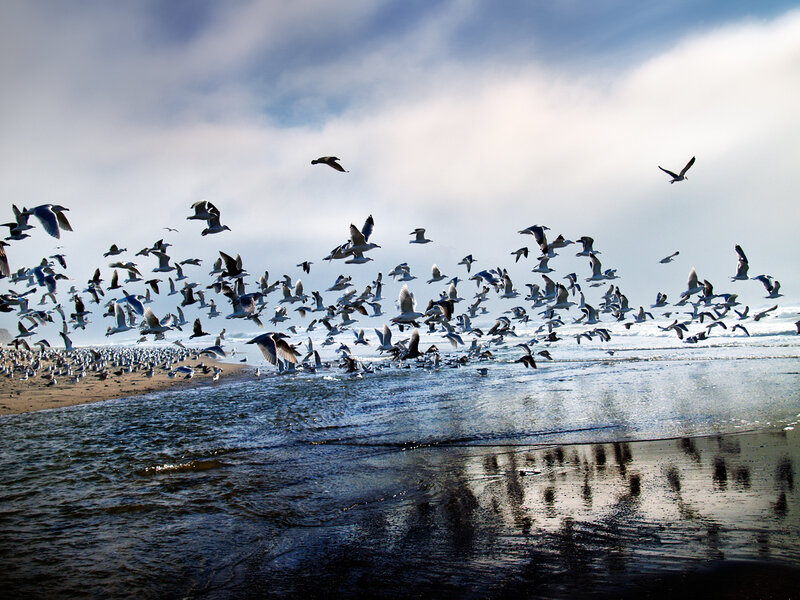 Seagulls flying over a beach