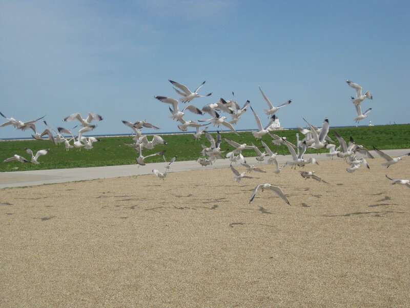 Seagulls flying over a beach
