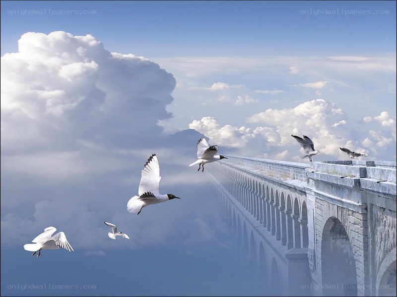 Seagulls flying over a bridge