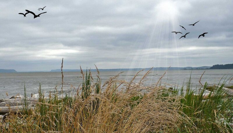 Seagulls flying over a coastal marsh