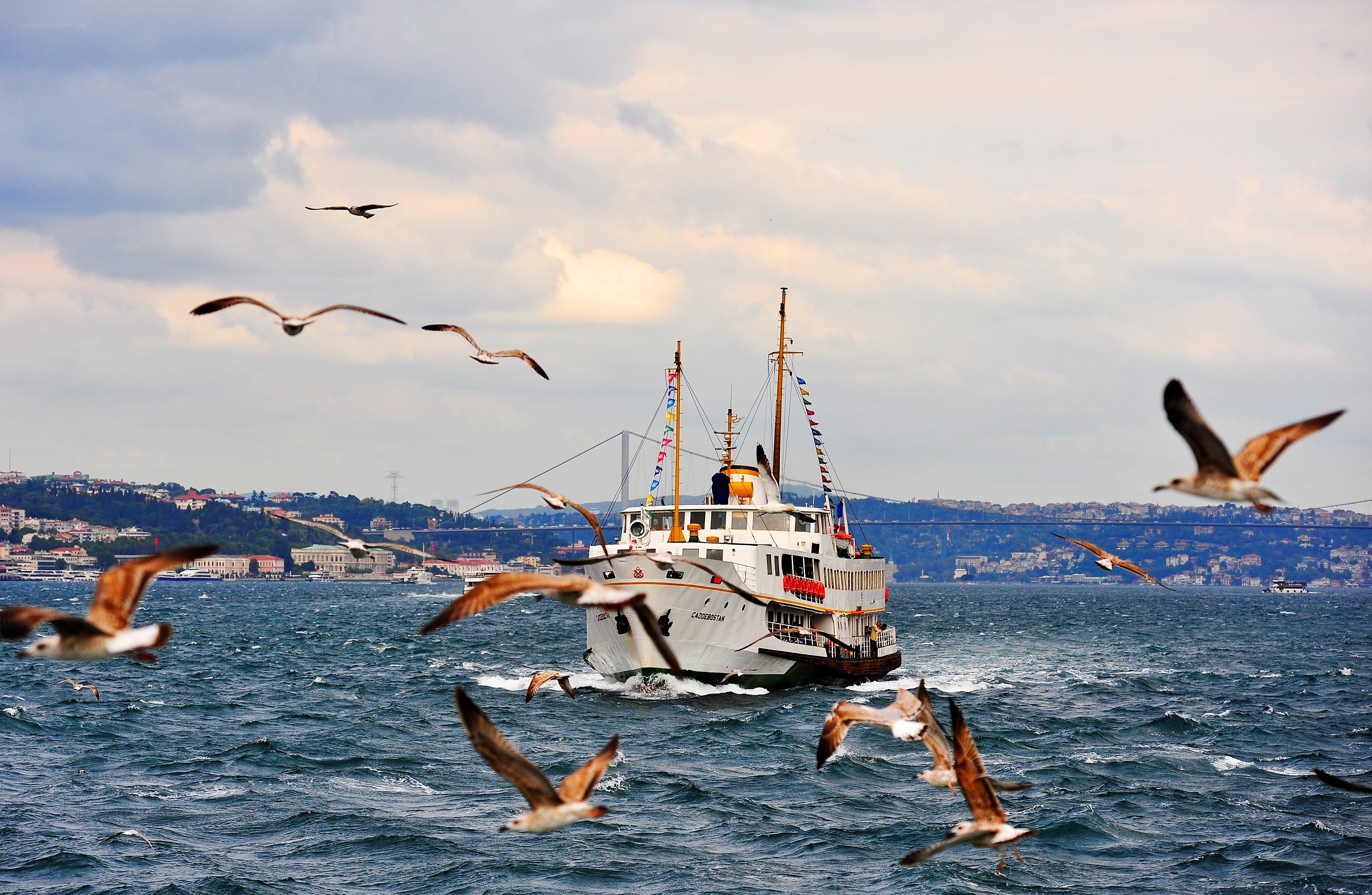 Seagulls flying over a ferry